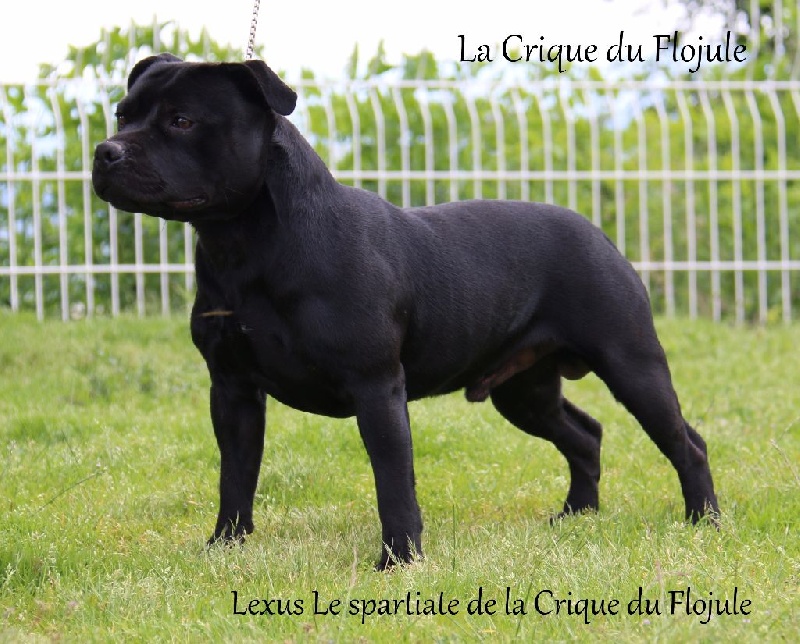 Publication : De la crique du Flojule Auteur : grange cedric