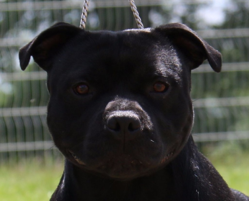 Publication : De la crique du Flojule Auteur : grange cedric