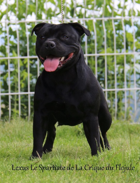 Publication : De la crique du Flojule Auteur : grange cedric