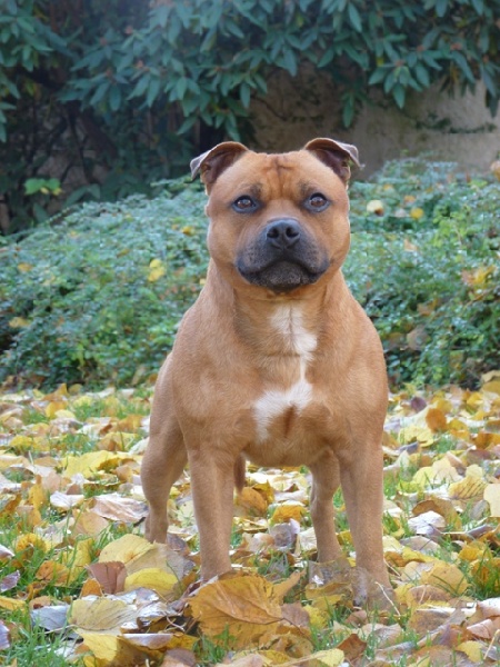 Publication : De la crique du Flojule Auteur : cedric grange