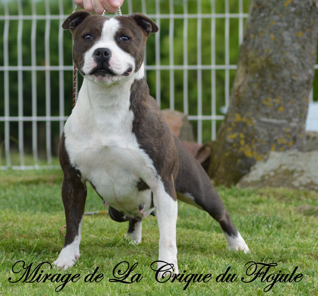 Publication : De la crique du Flojule Auteur : grange cedric