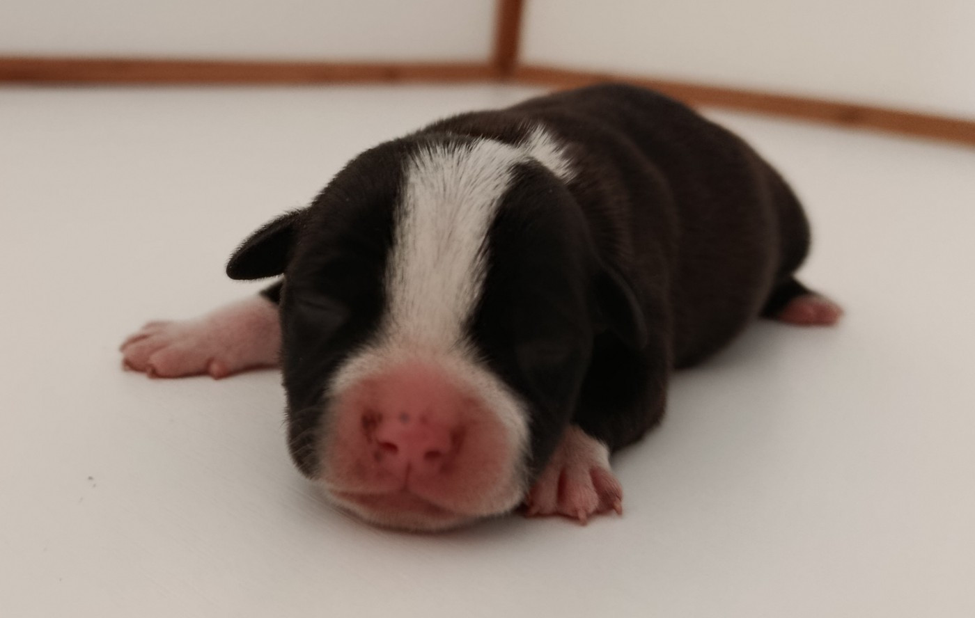CHIOT 1