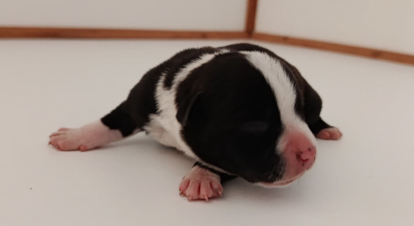 CHIOT 1