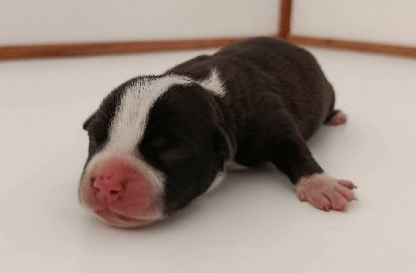 CHIOT 1