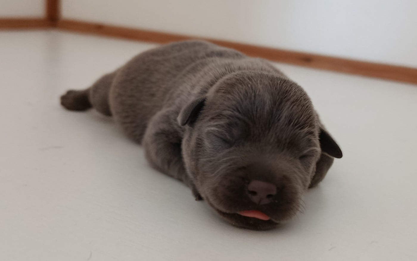 CHIOT 2