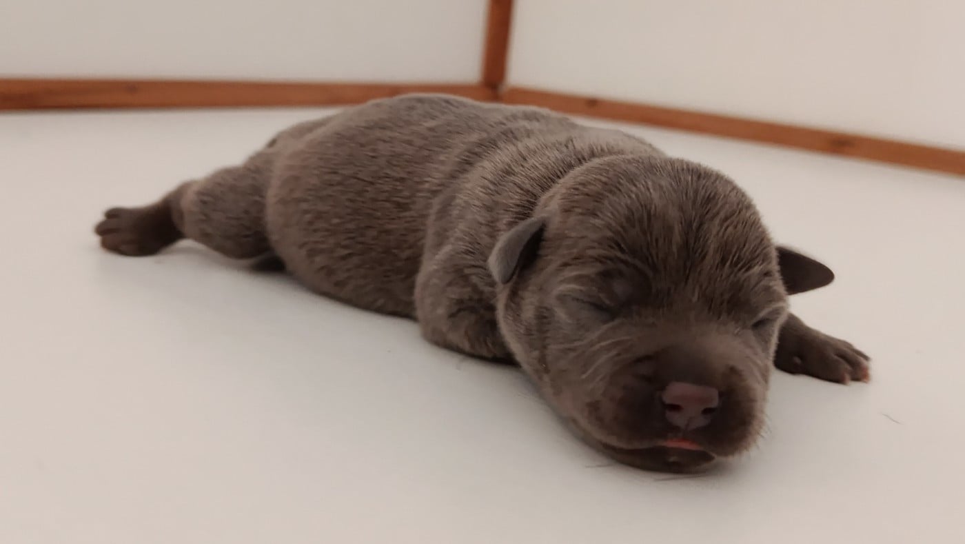 CHIOT 2