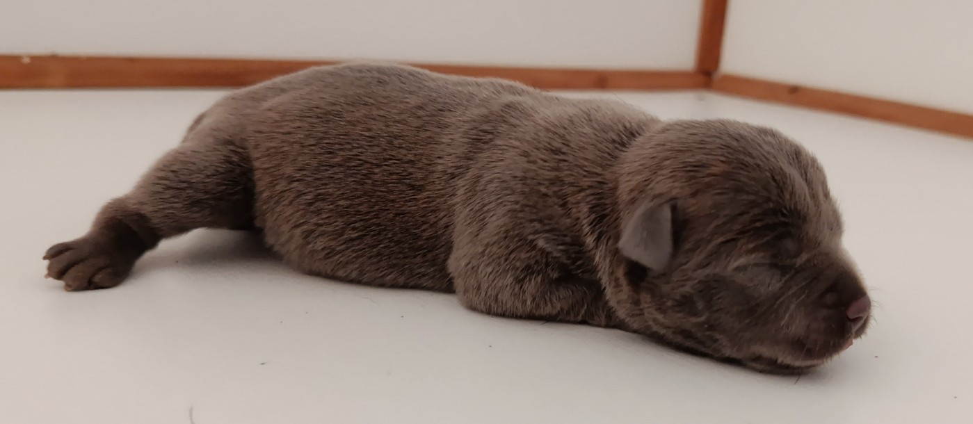 CHIOT 2