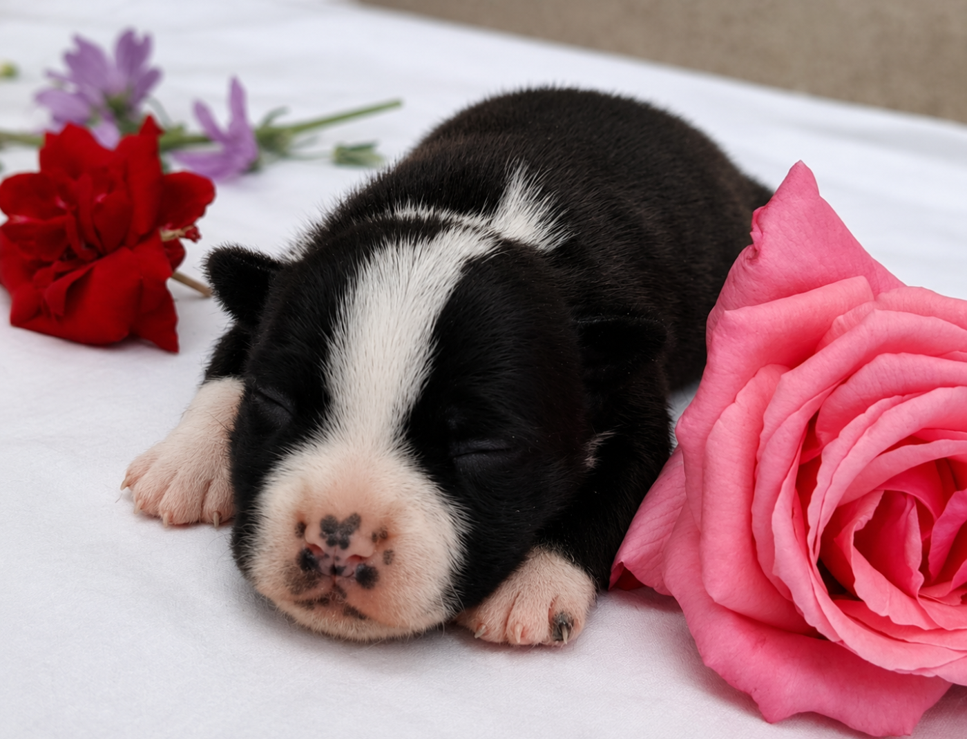 CHIOT 1