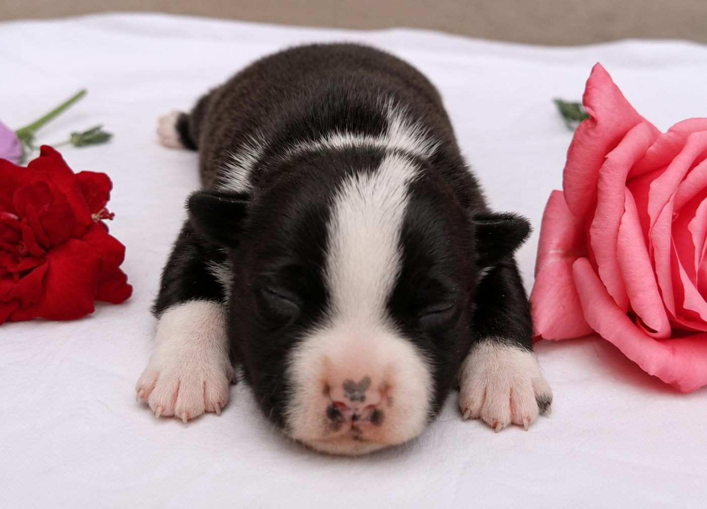 CHIOT 1