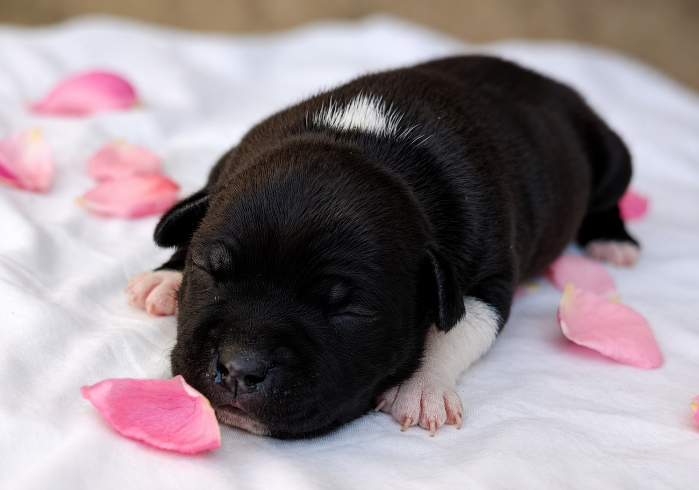 CHIOT 1