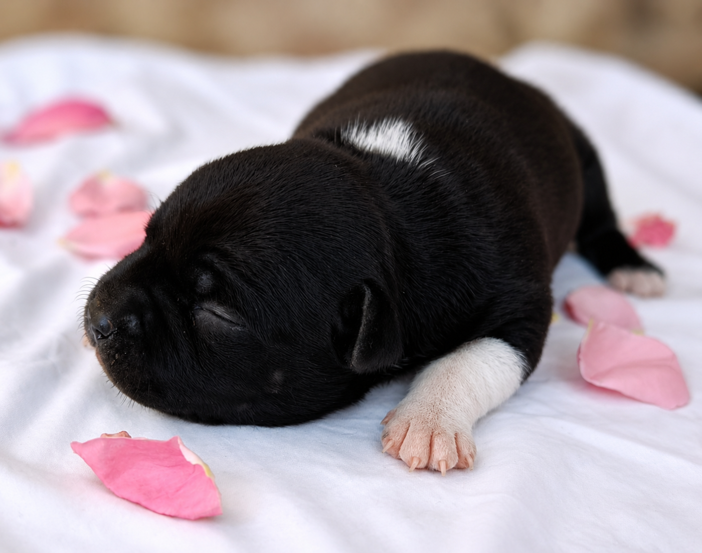 CHIOT 1