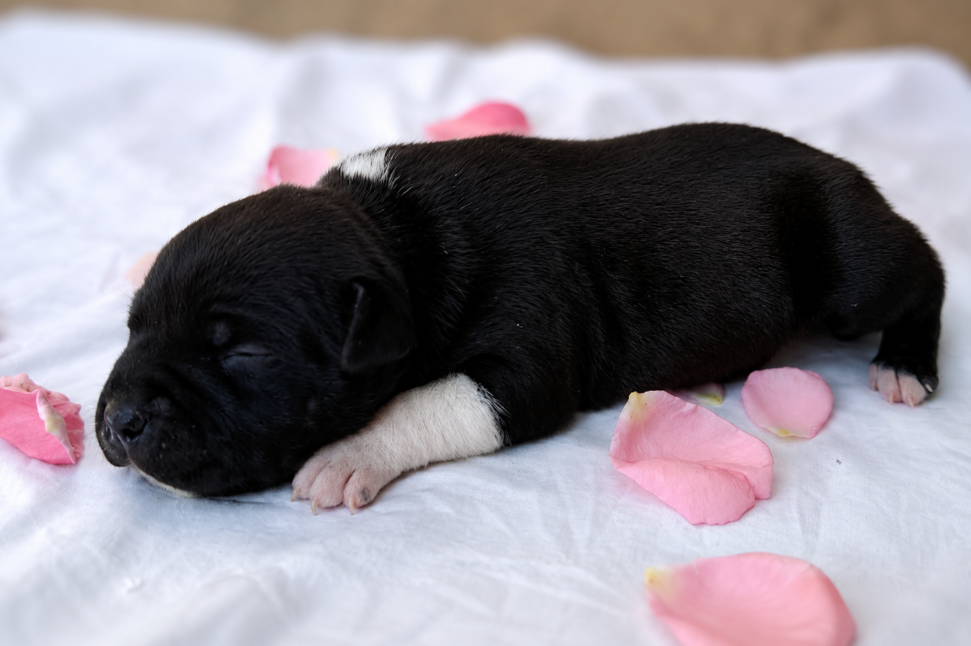 CHIOT 1