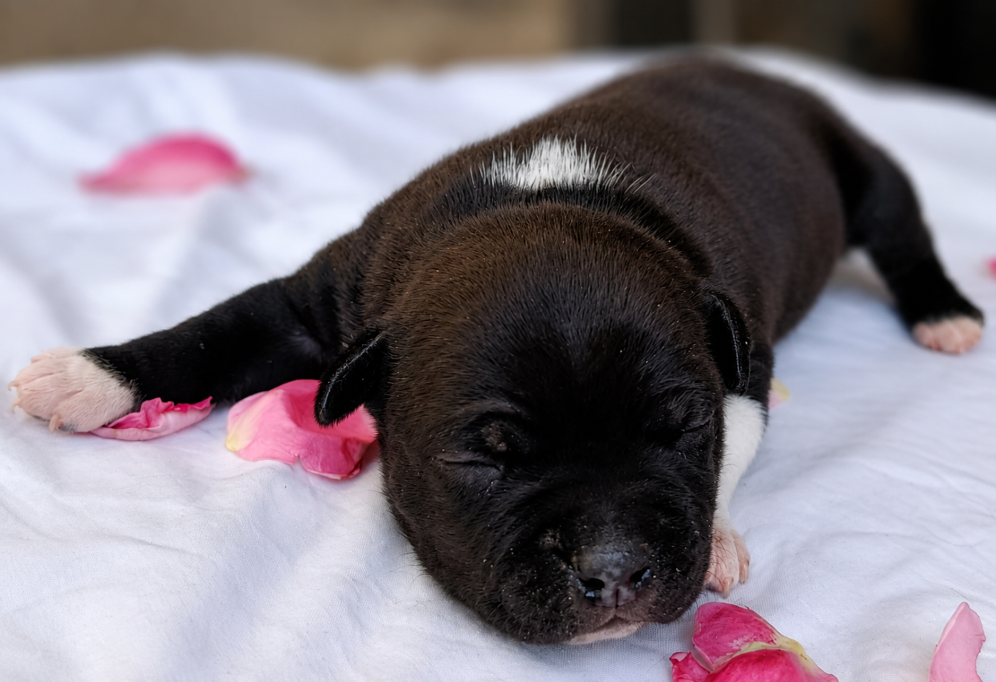 CHIOT 1
