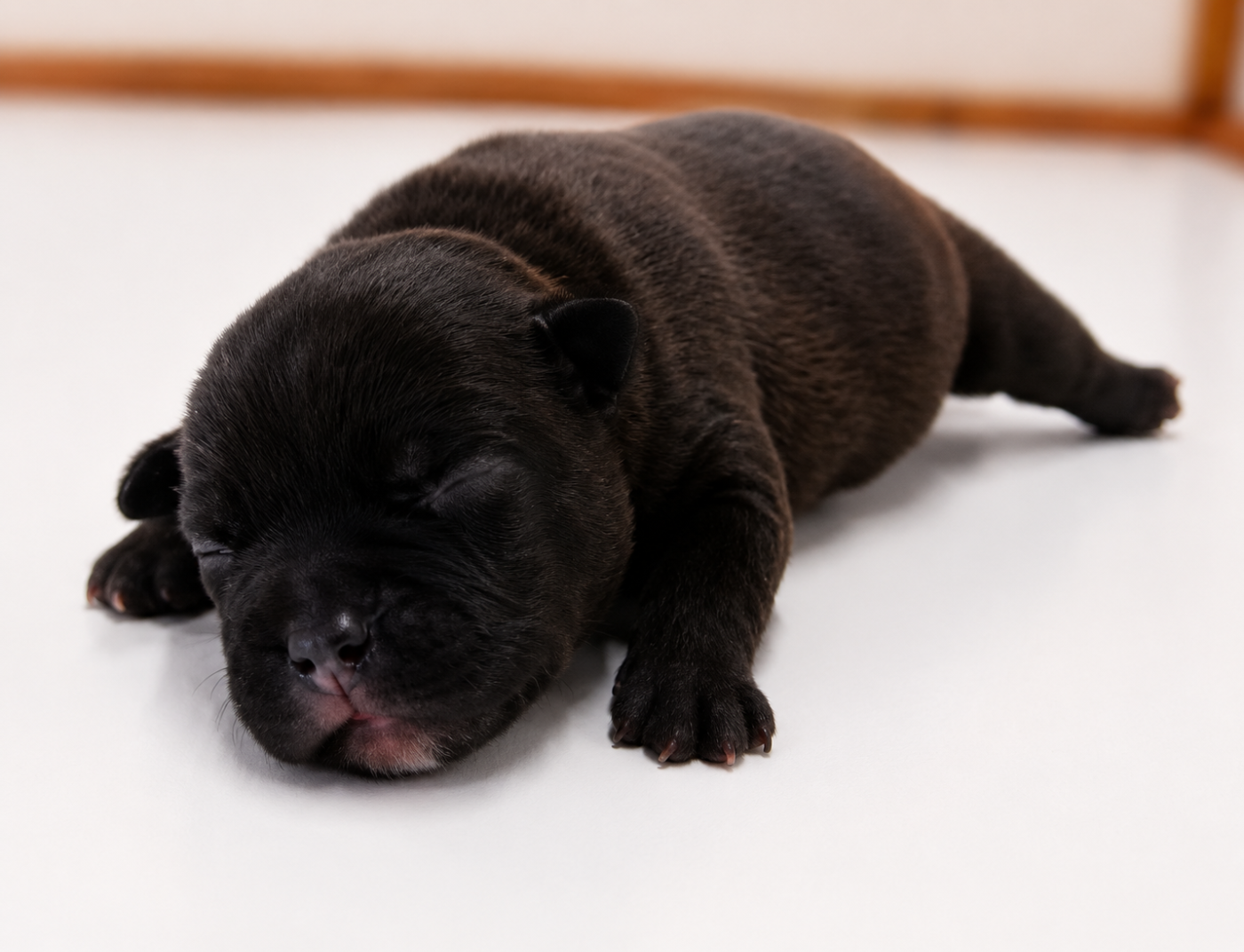 Chiot N°1