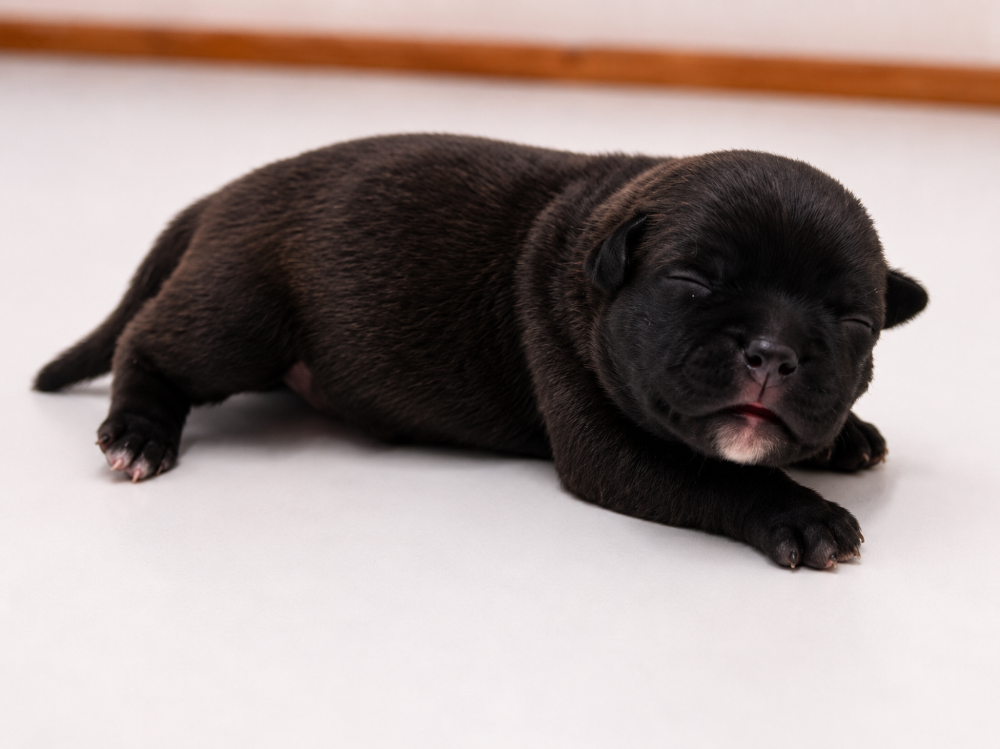 Chiot N°1