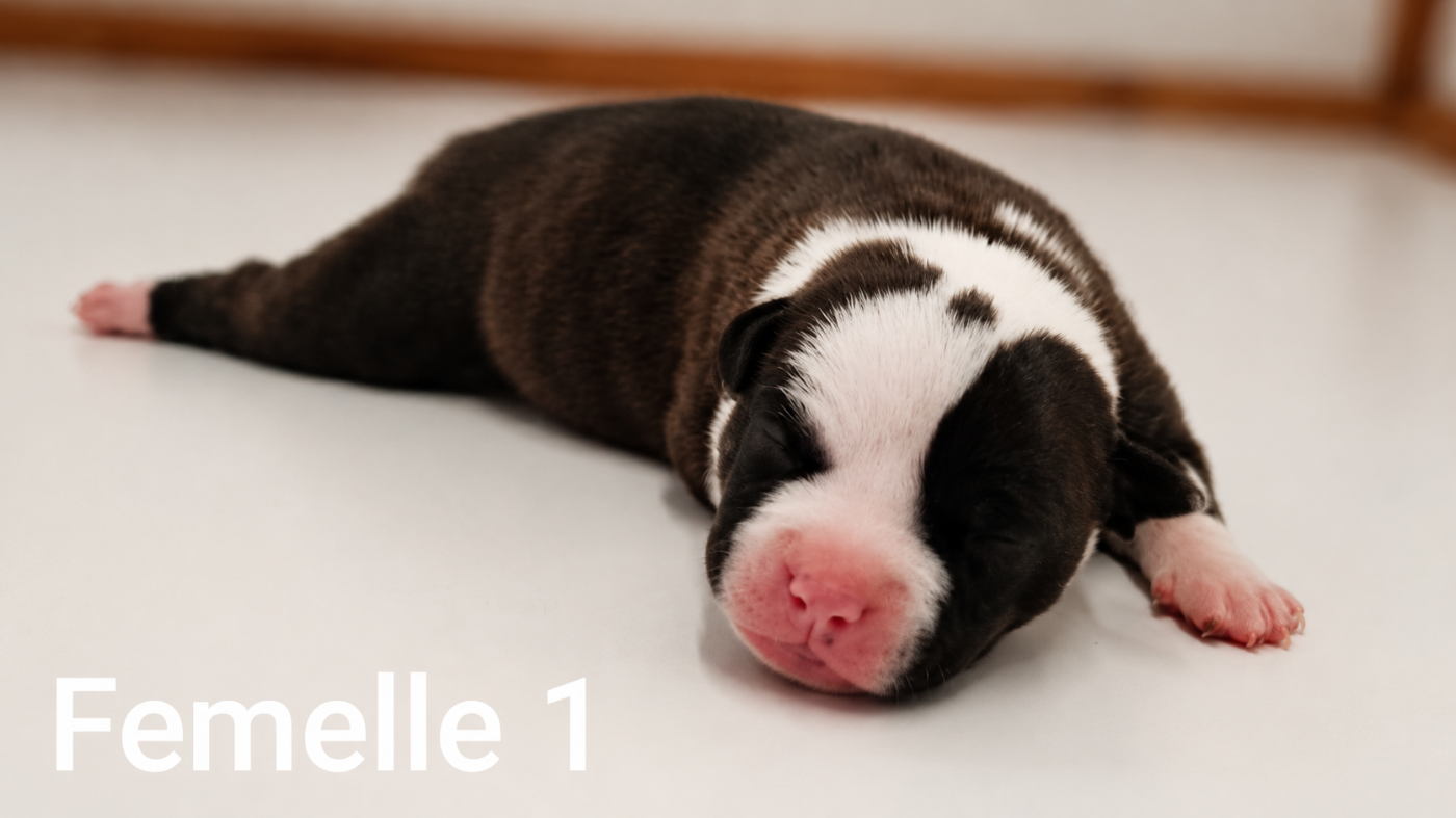 Chiot N°2