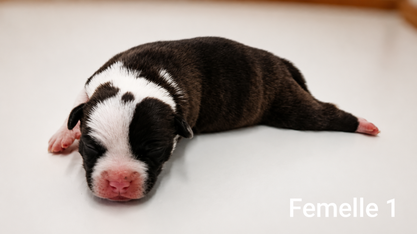 Chiot N°2