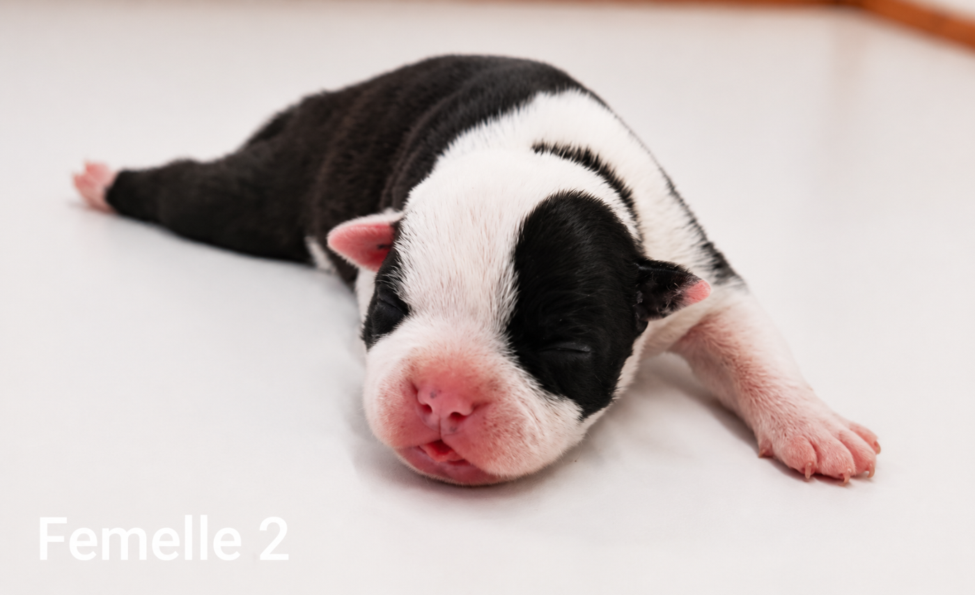 Chiot N°3