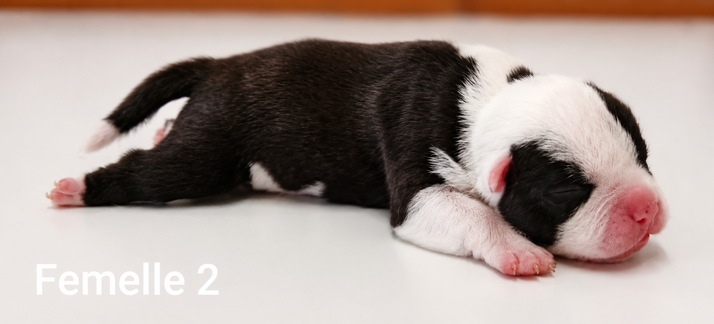 Chiot N°3