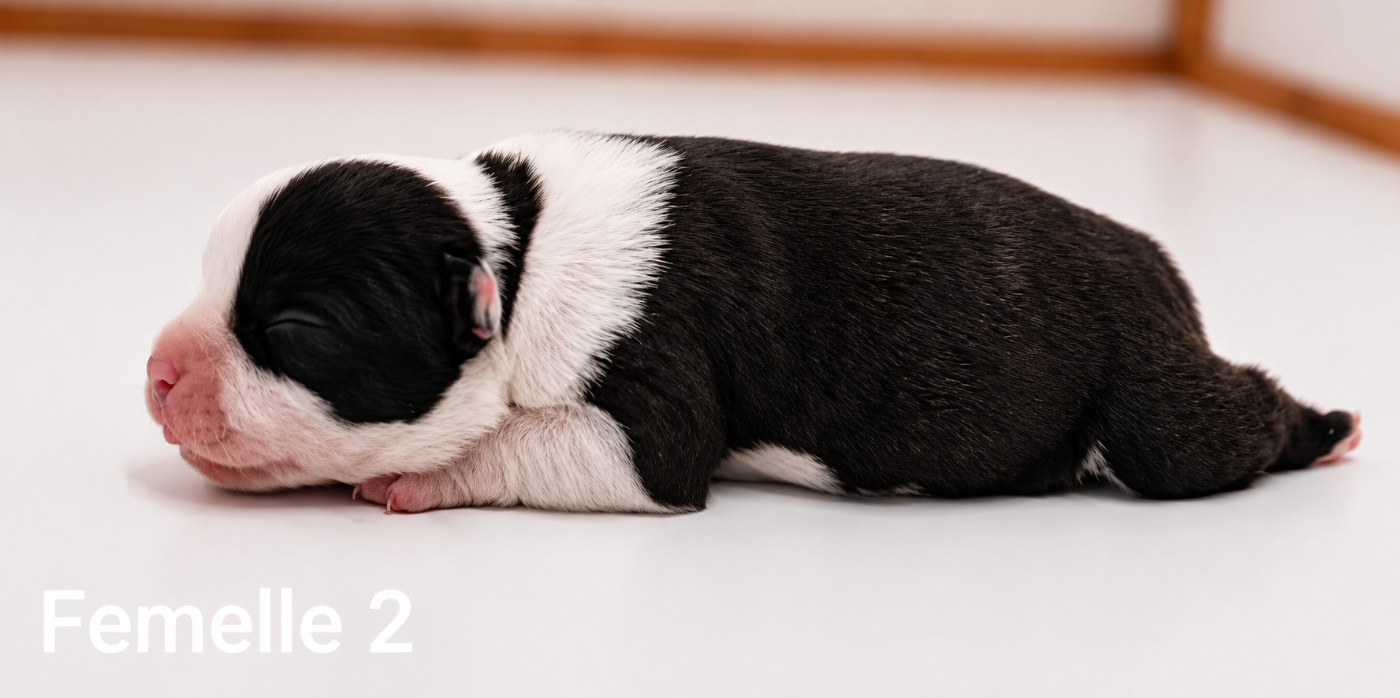 Chiot N°3