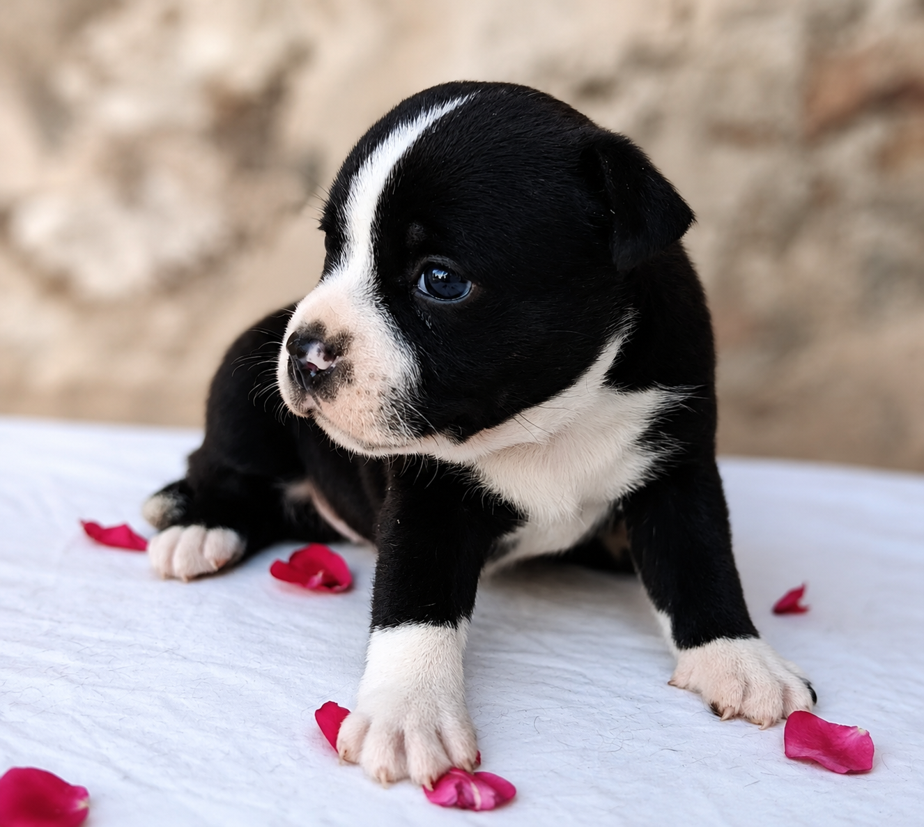 CHIOT 1