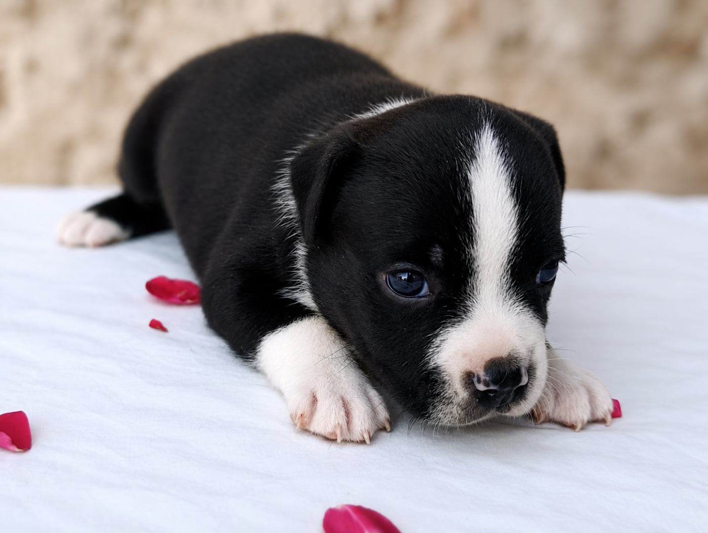 CHIOT 1