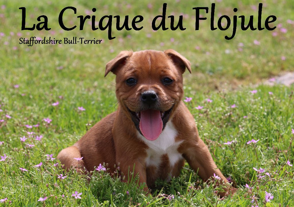 Accueil Elevage De La Crique Du Flojule Eleveur De Chiens
