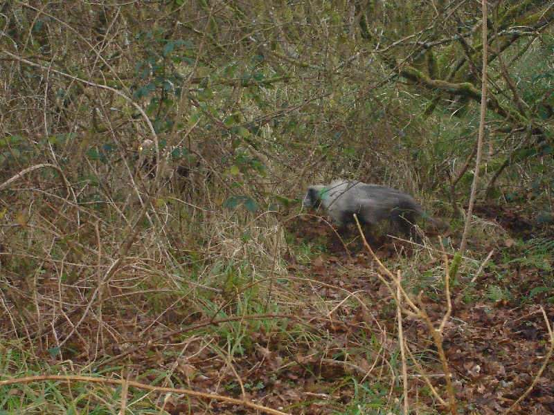 Publication : de Lapurdi