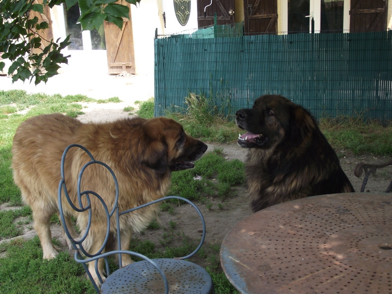 Chinook des amours de léos