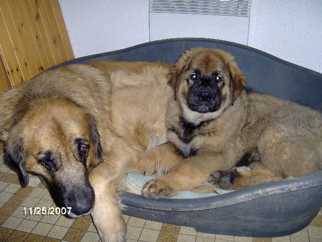 Chinook des amours de léos