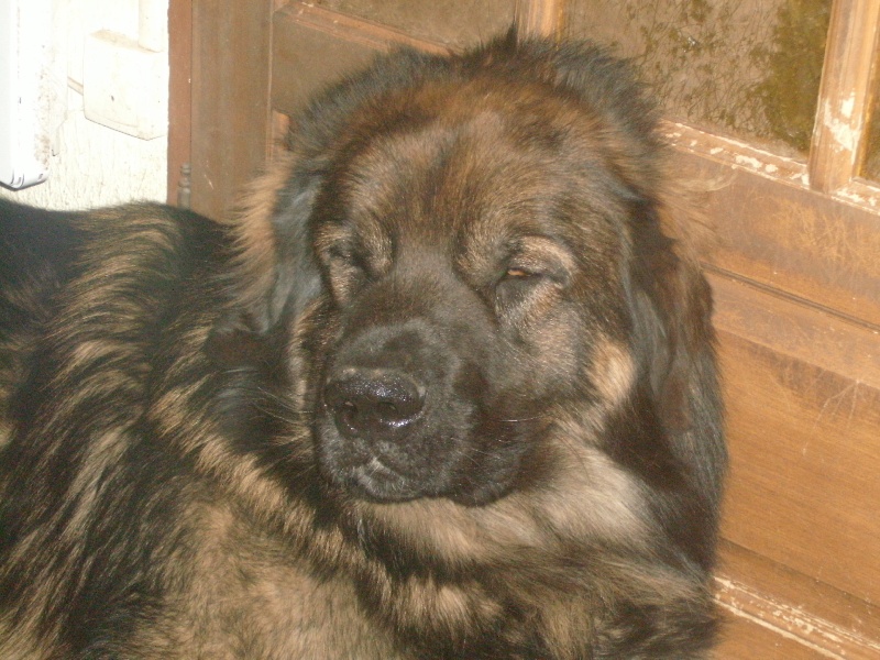 Chinook des amours de léos