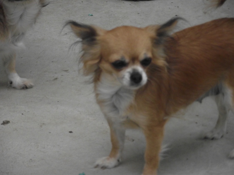 Publication : des amours de léos Auteur : sylvie le maitre