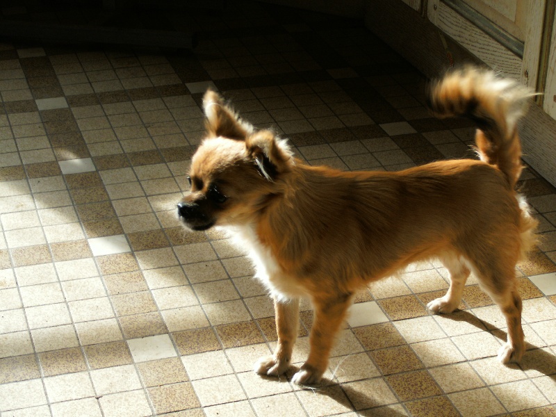 Publication : des amours de léos Auteur : sylvie le maitre