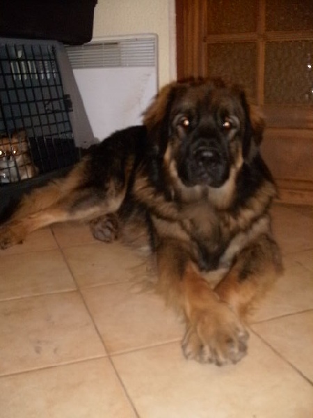 Chinook des amours de léos