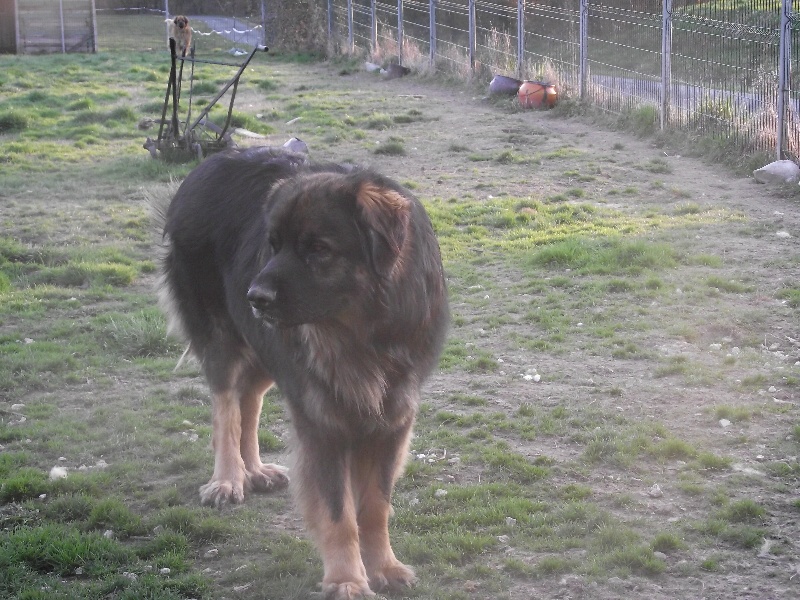 Chinook des amours de léos