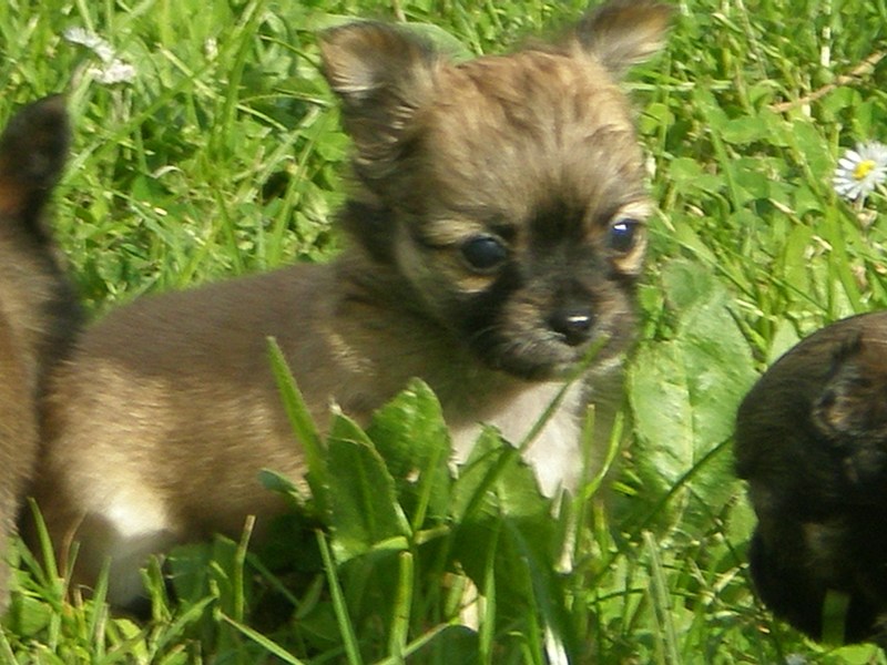 Publication : des amours de léos Auteur : sylvie le maitre