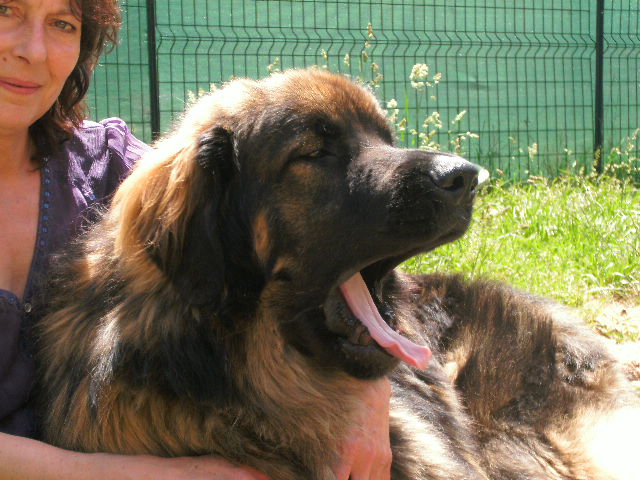 Chinook des amours de léos
