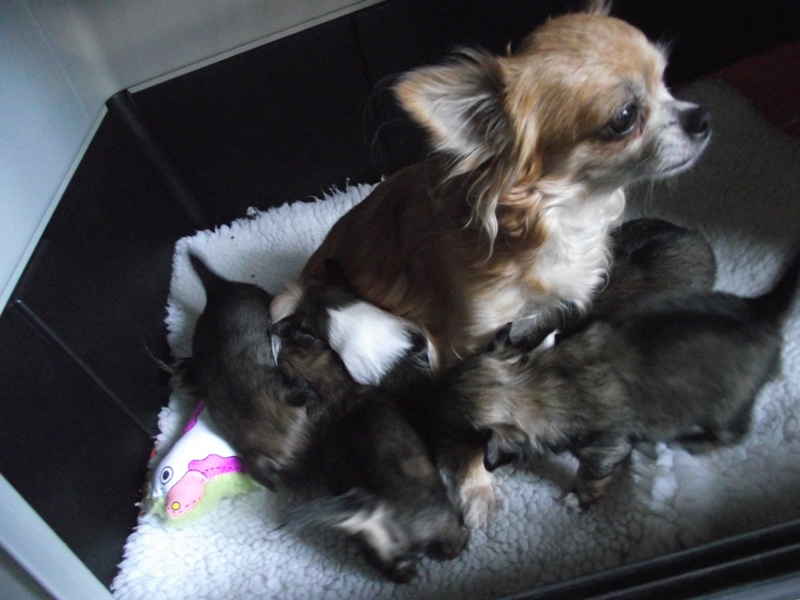 Publication : des amours de léos Auteur : sylvie le maitre