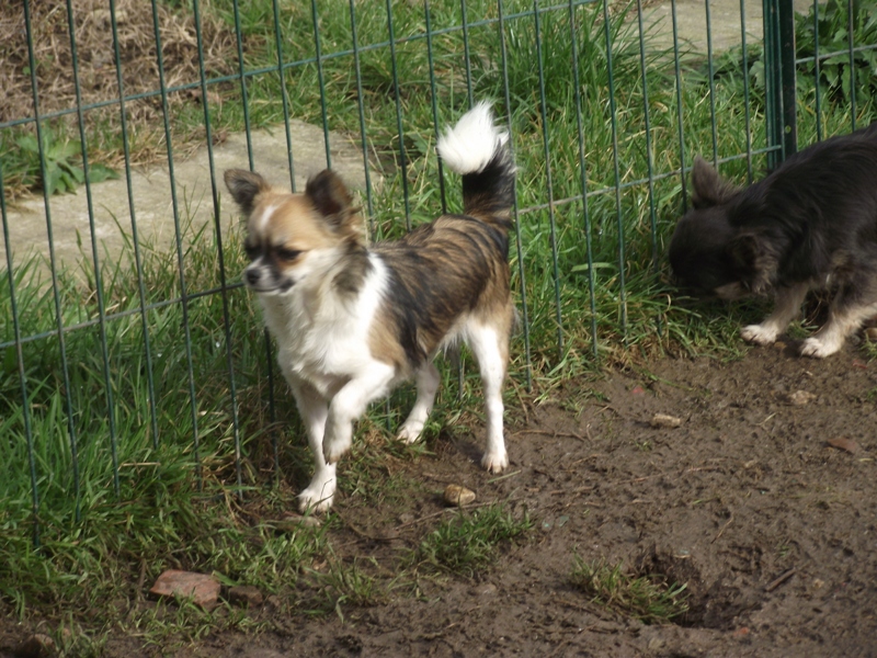 Publication : des amours de léos Auteur : SYLVIE LE MAITRE