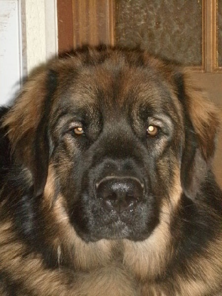 Chinook des amours de léos