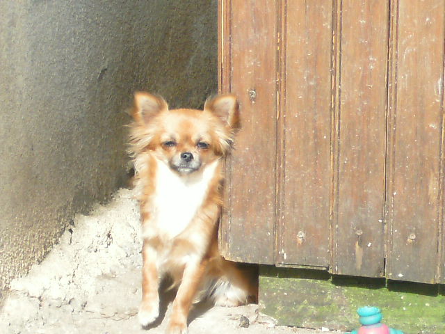 Publication : des amours de léos Auteur : sylvie le maitre