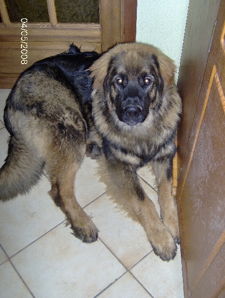 Chinook des amours de léos