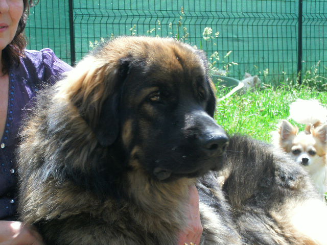Chinook des amours de léos