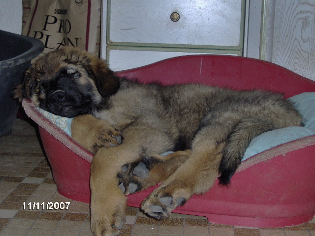 Chinook des amours de léos