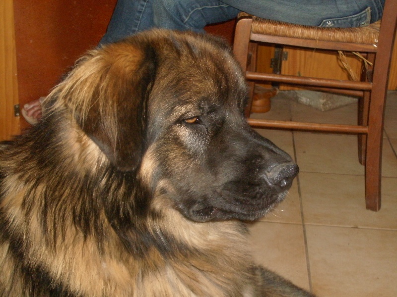 Chinook des amours de léos