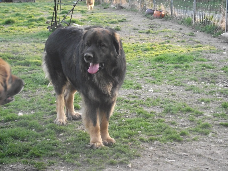 Chinook des amours de léos