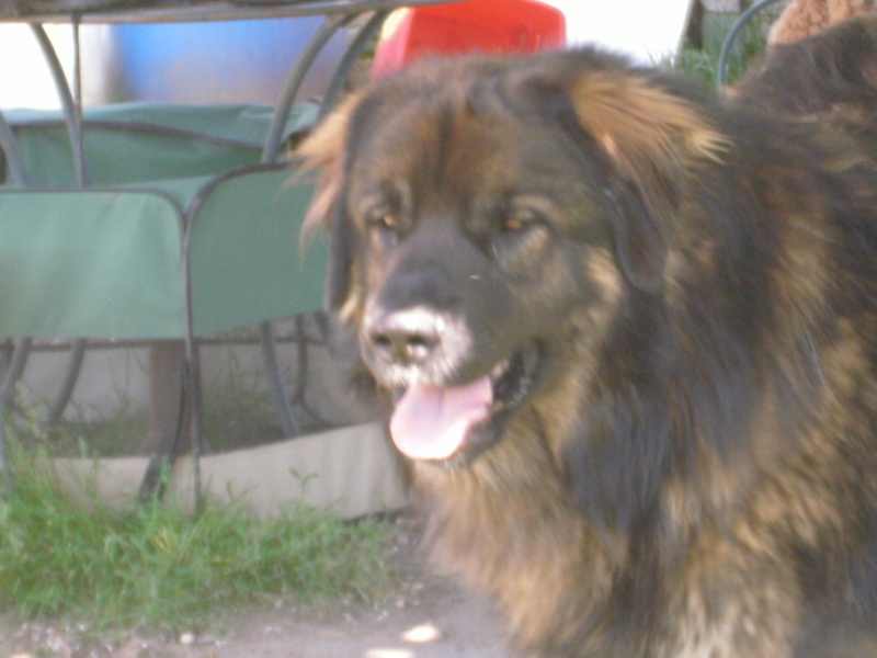 Chinook des amours de léos