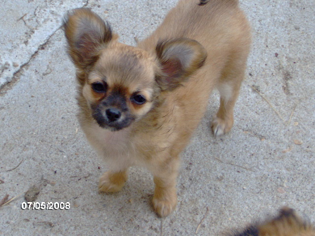 Publication : des amours de léos Auteur : sylvie le maitre