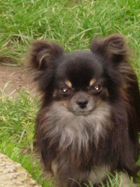 Publication : des amours de léos Auteur : sylvie le maitre