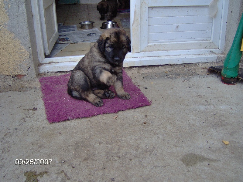 Chinook des amours de léos